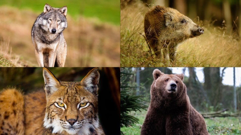 collection of animals now extinct in Wales