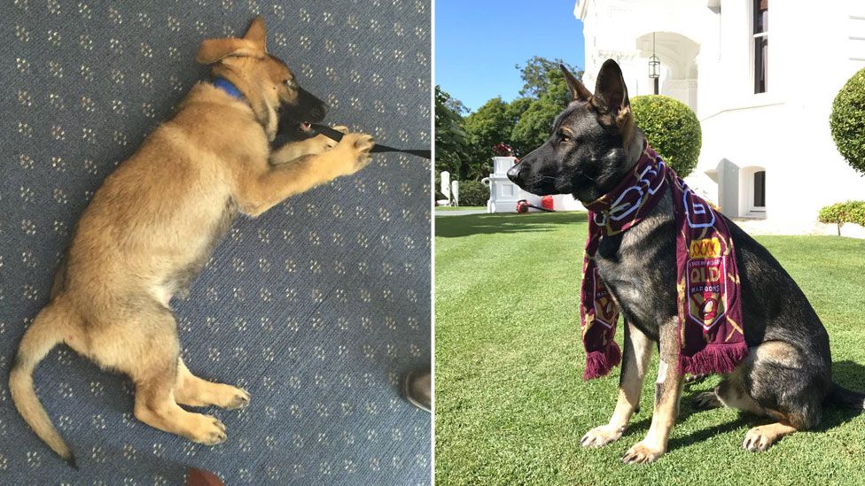 Composite photo, left, showing puppy-sized Gavel chewing his lead, and right, a grown dog wearing a rugby league scarf for the QLD Maroons team