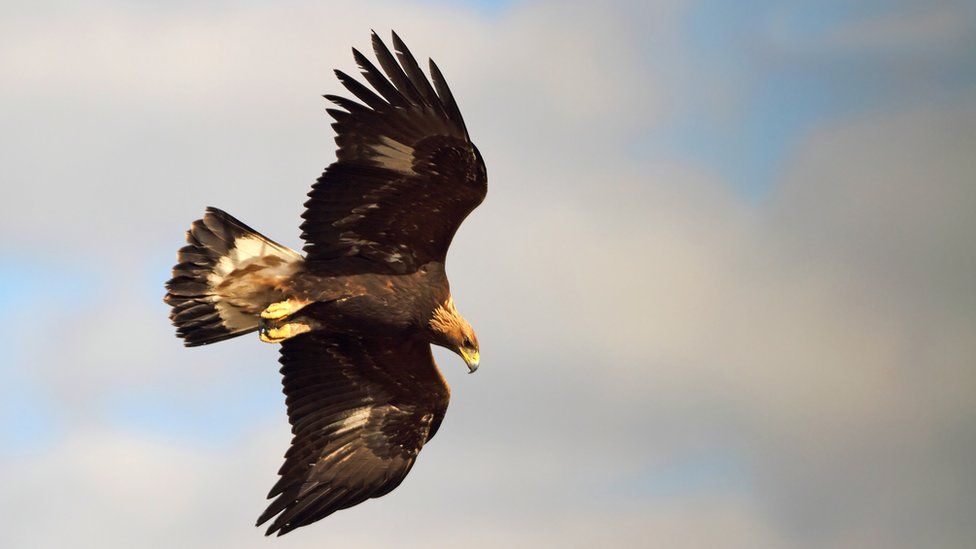 A golden eagle flying through the sky