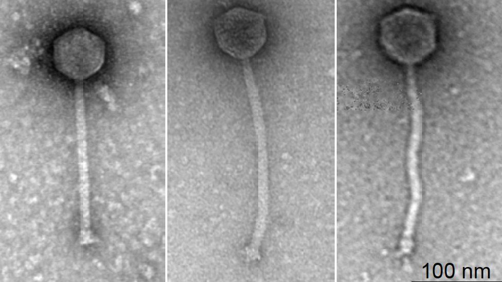 The three phage