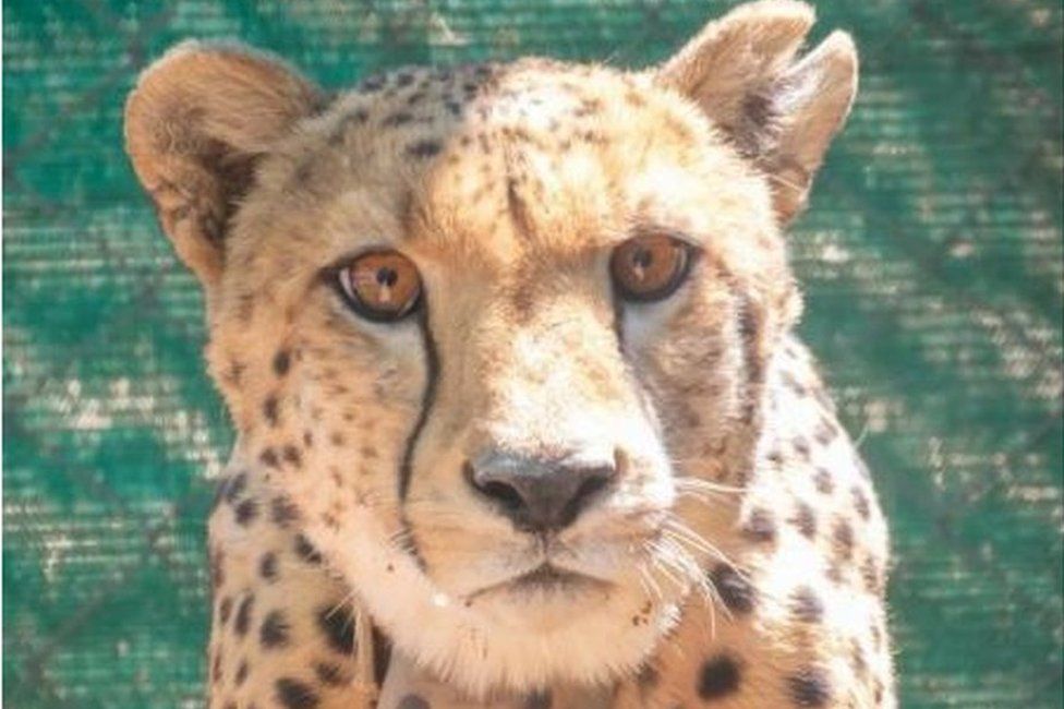 cheetah