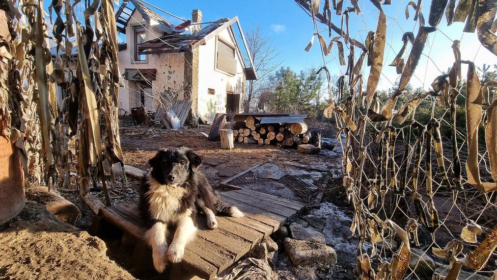 dog in front of house with camouflage