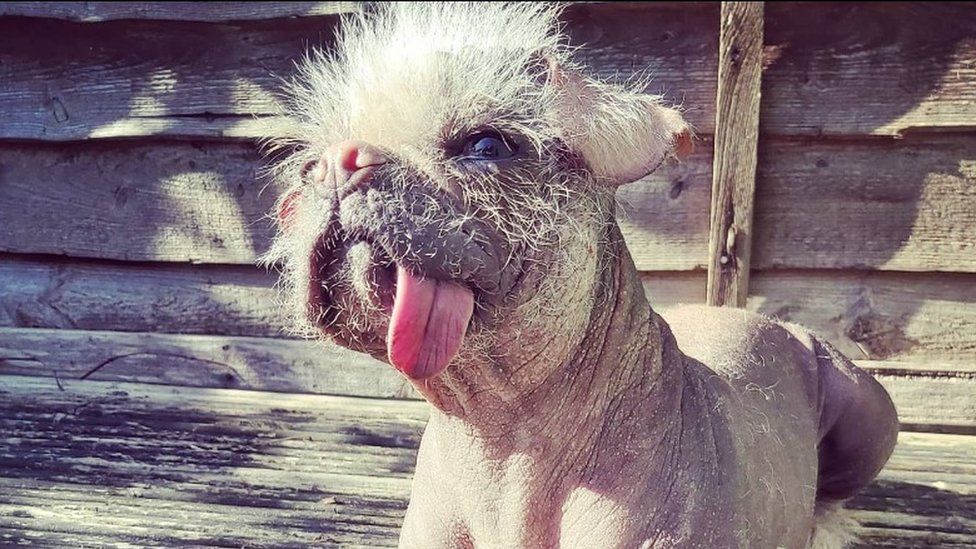 Ugliest dog in 2024 the world 2017