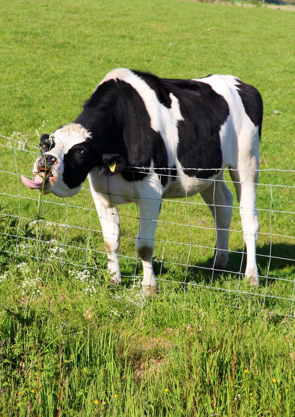 A cow tries to eat a plant through a gap in a fence