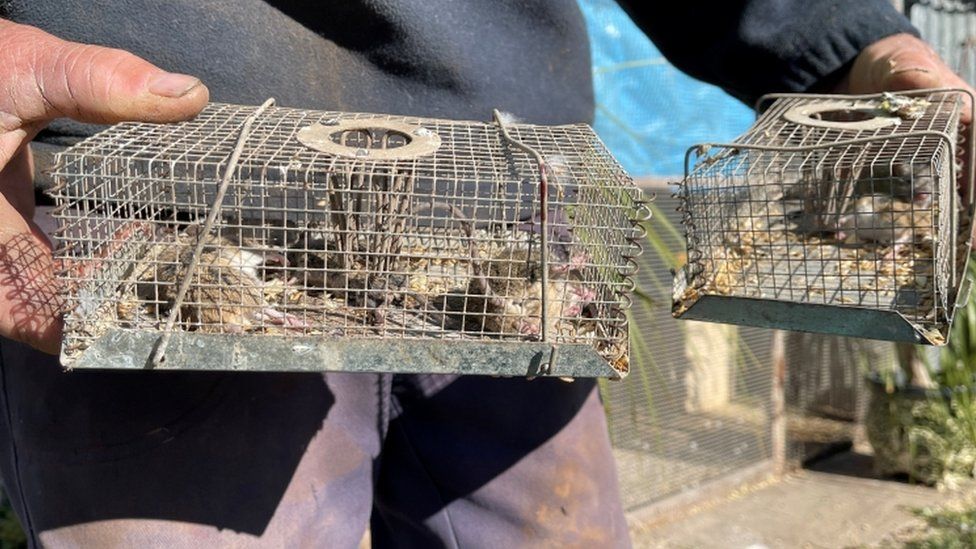 Grain farmer Norman Moeris disposes of mice caught in traps