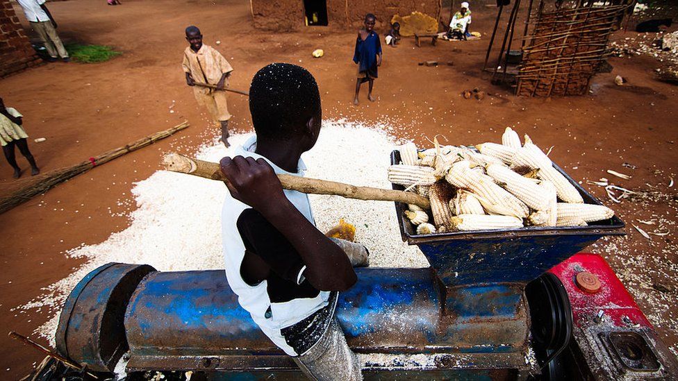 A young boy was putting maize in a grinding machine in order to grind the maize for selling in the market at Jinja in Uganda.