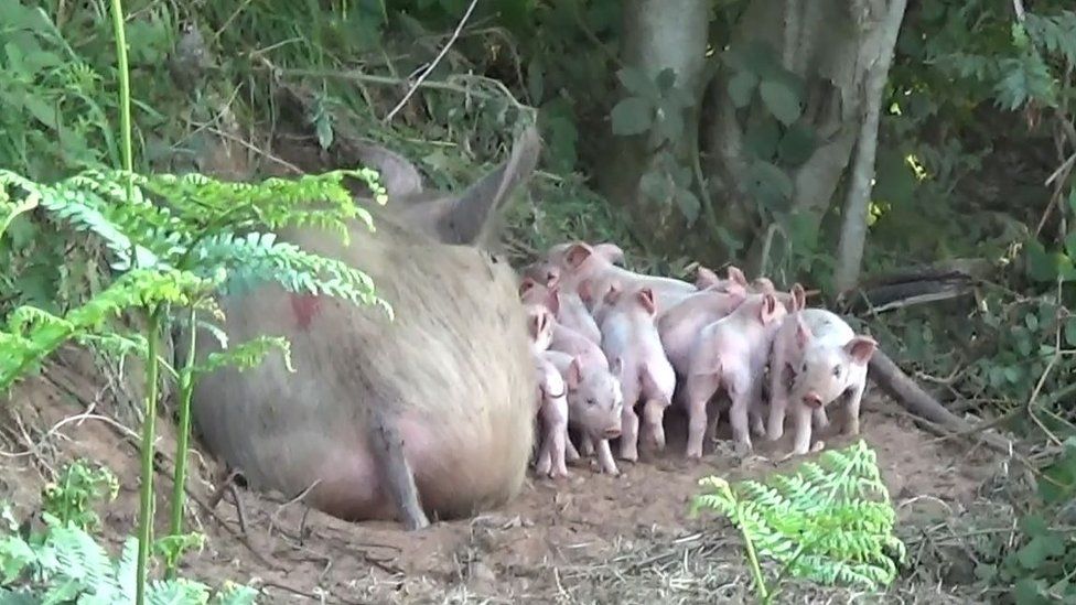 Matilda and her piglets