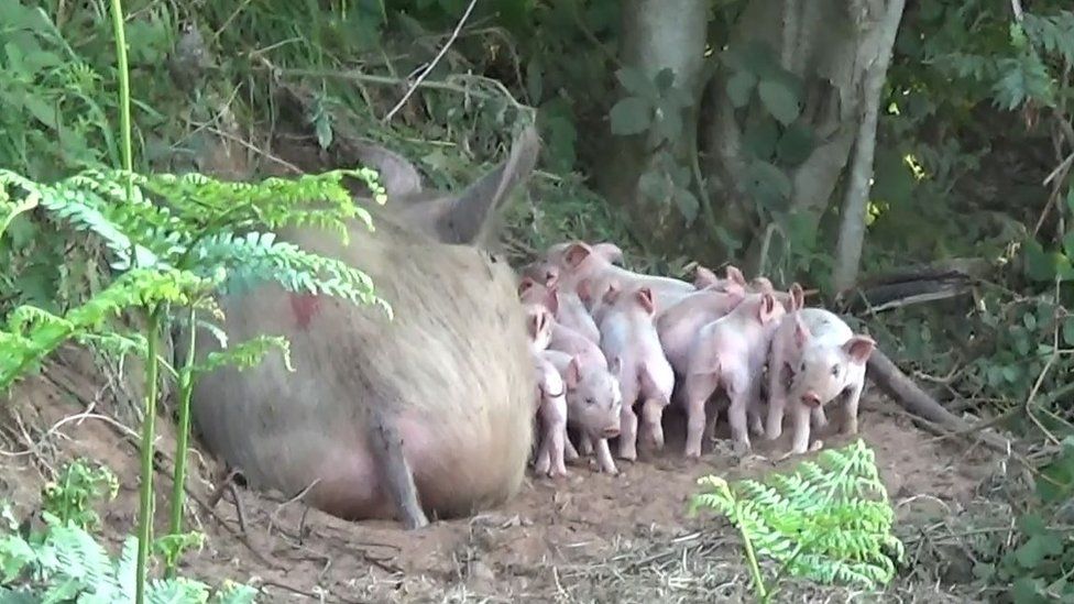 Pig Pregnant