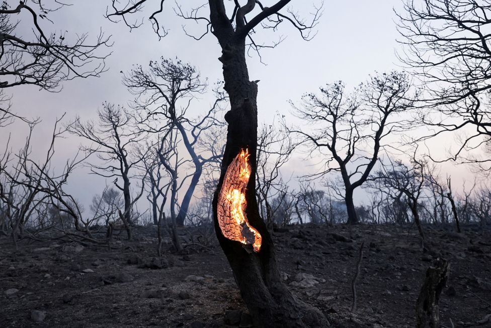A tree burns during a wildfire in Mandra, Greece, July 18, 2023.