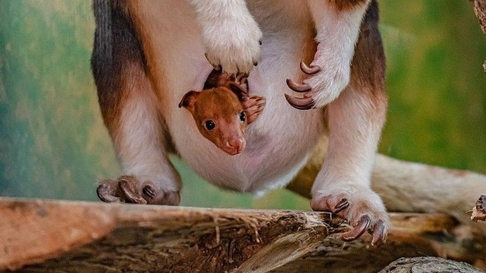 Joey pops out of mother's pouch