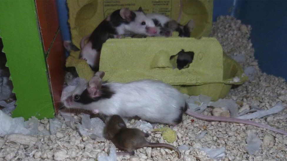 Penny with other mice