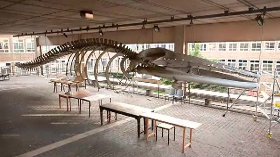 Whale at Cambridge University
