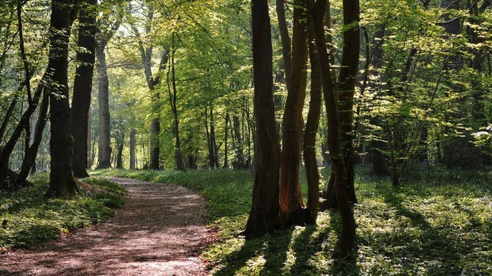 Gloucester City Council urgently seeking a tree officer - BBC News