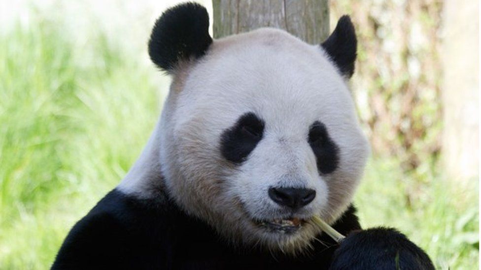 Панда режиссер. Эдинбургский зоопарк. Edinburgh Zoo giant Pandas. Пандон. Unamused female Panda Cub.