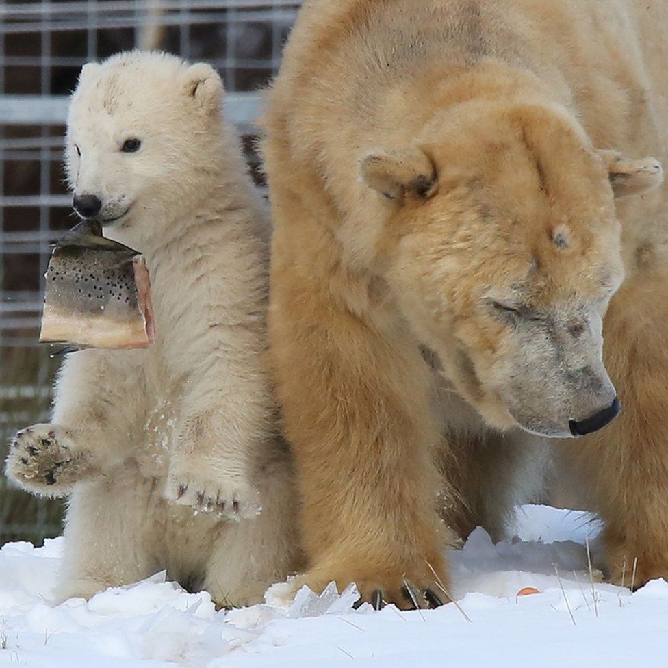 Polar bear cub and mum