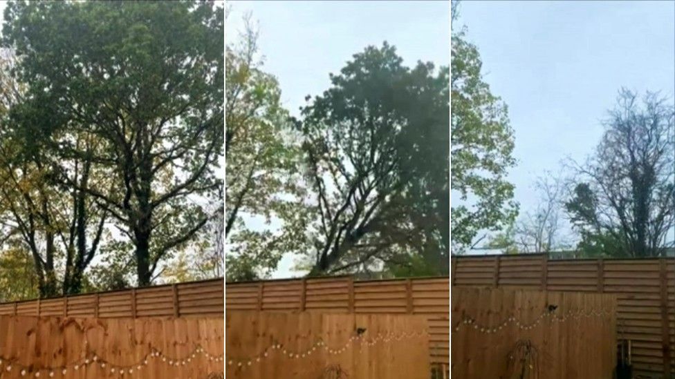 Images of a tree being cut down in Brownsmill Way, in Wollaton, Nottingham