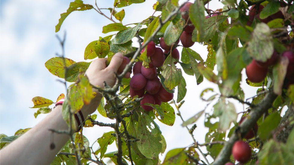 Fruit picking