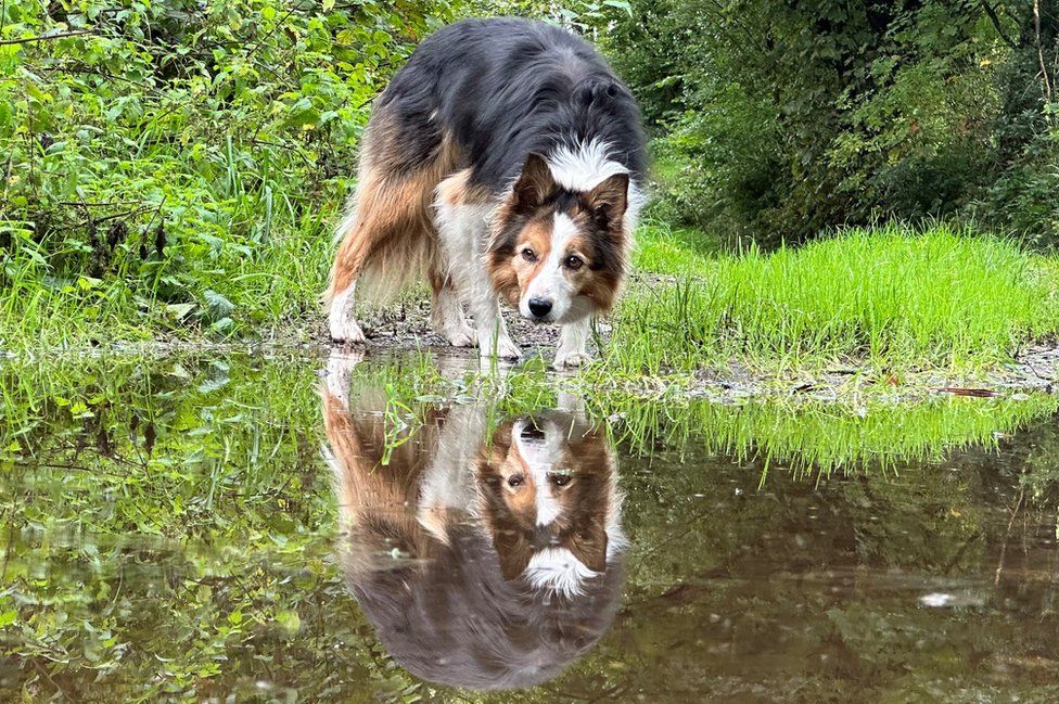A black, brown and white collie reflected in a puddle