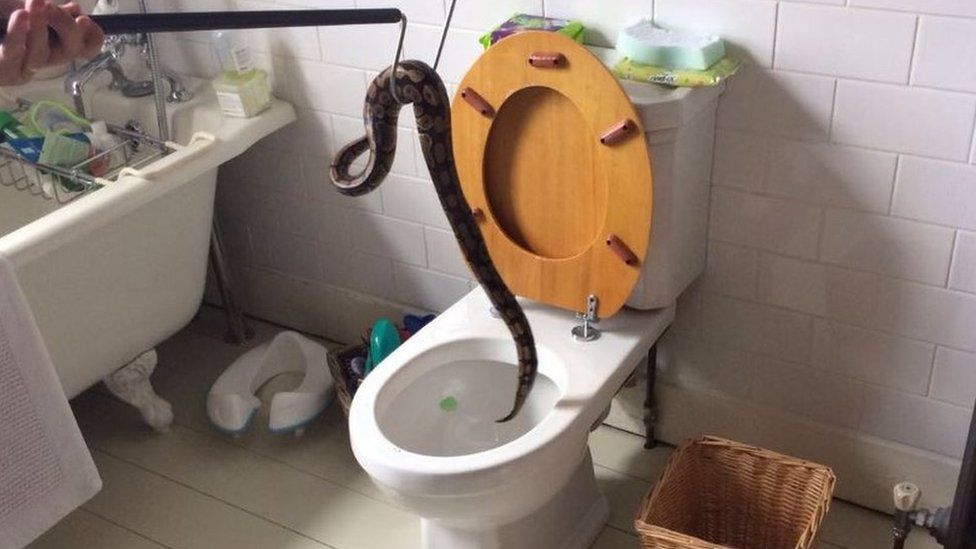 Snake being rescued from toilet
