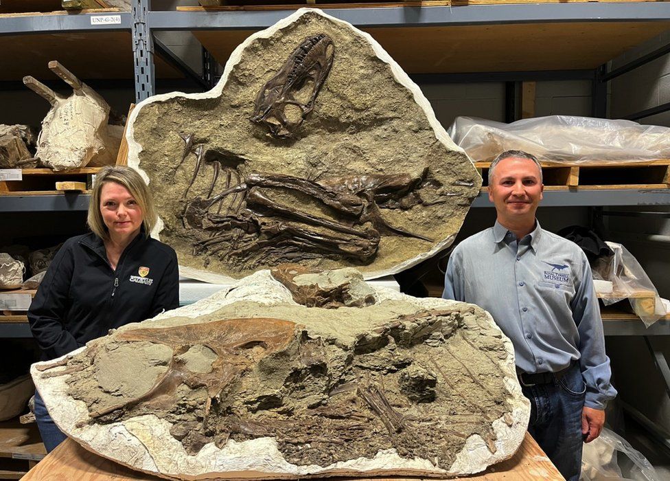 Dr Darla Zelenitsky and Dr Francois Therrien with the full tyrannosaur fossil