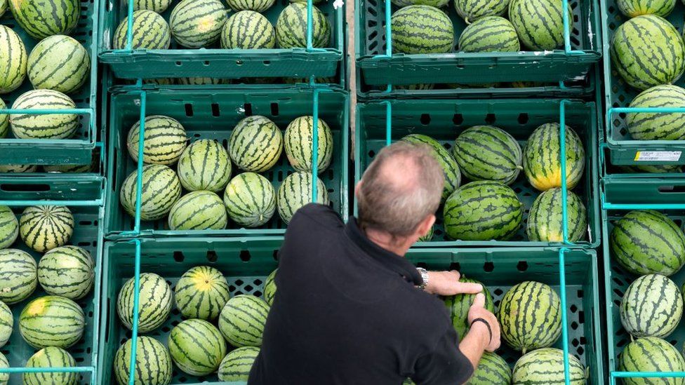 Nick Molesworth, manager of Oakley Farms in Wisbech, Cambridgeshire stands among the watermelons at the Wisbech farm