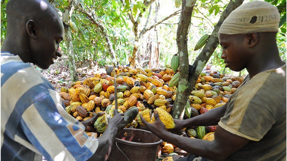 Ivory Coast cocoa bean harvest