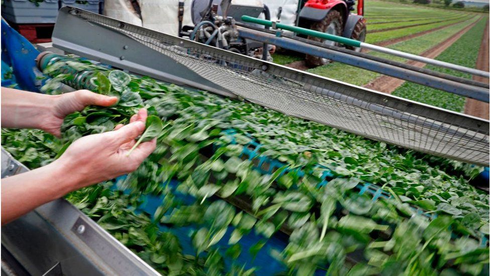 Spinach sorting