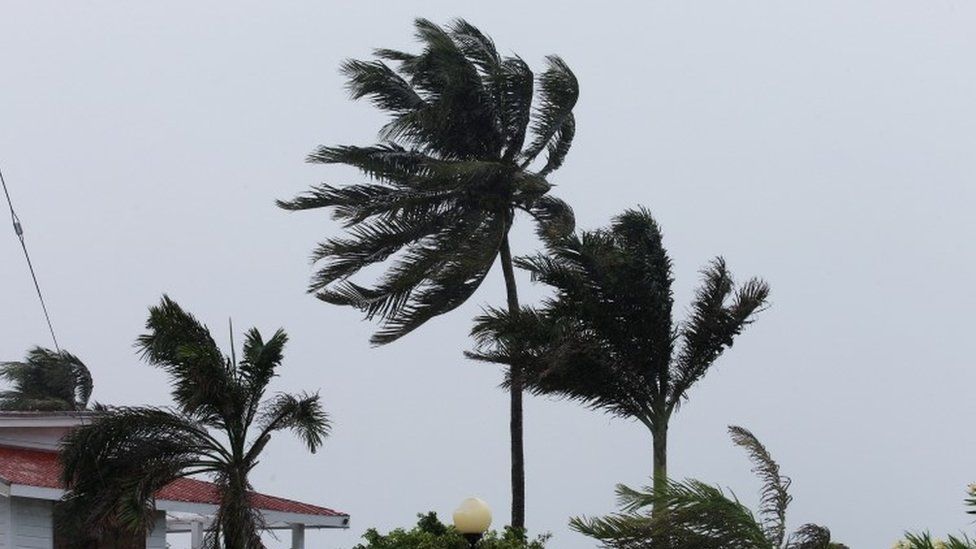 Palm trees buckle under rain and strong winds as Hurricane Earl approaches Belize City (03 August 2016)