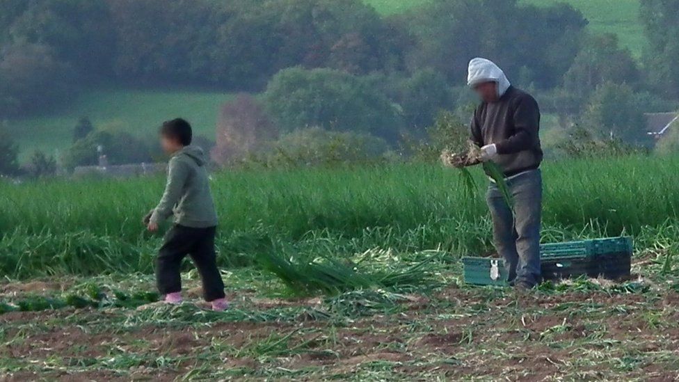 Children working in a field in the Malvern Hills, Worcestershire