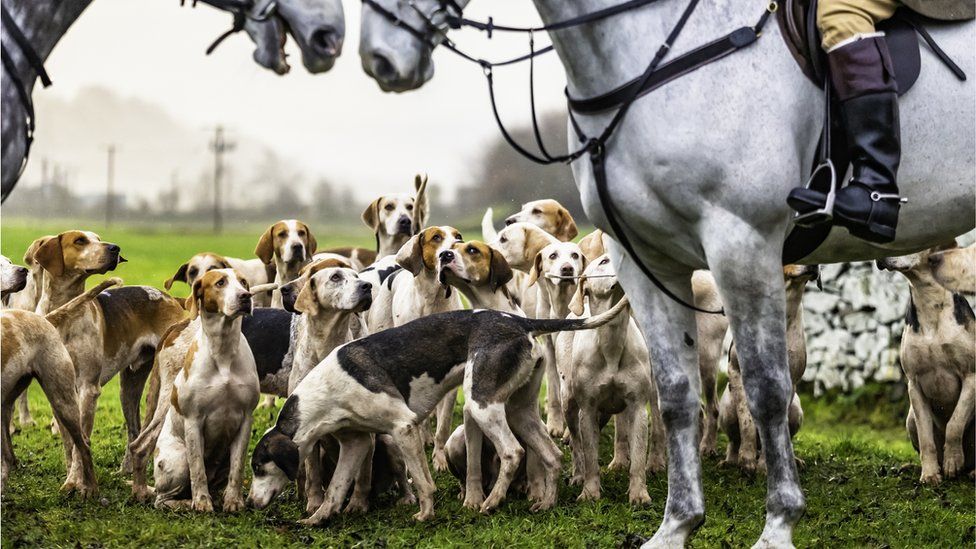 Horses and hunting hounds