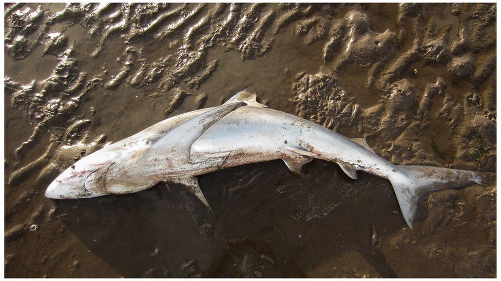 Blue shark washed up on Tentsmuir Beach in Fife - BBC News