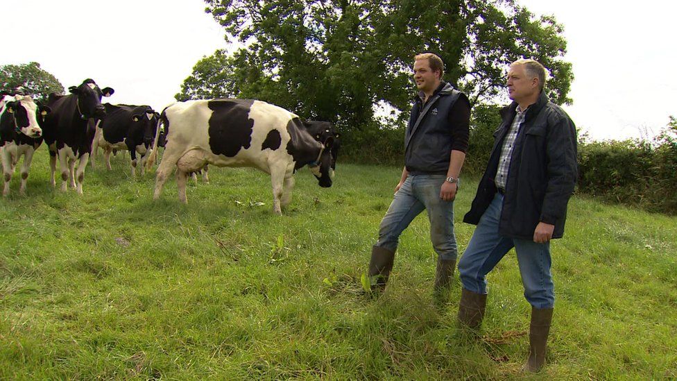Dairy farmers William and David Irvine with their dairy cattle herd