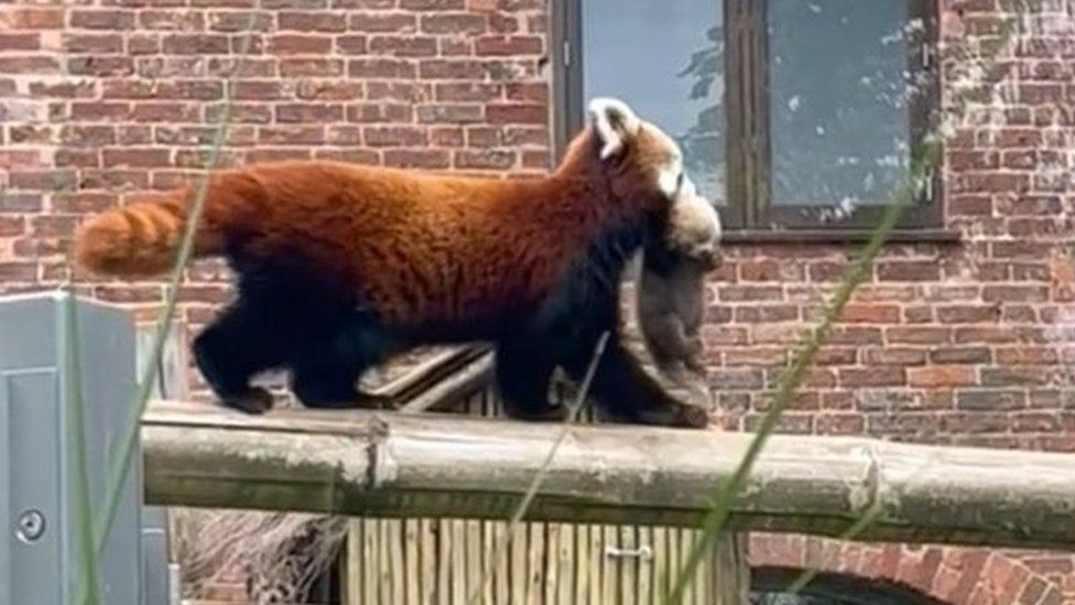 A red panda and her cub
