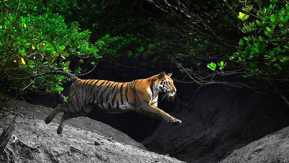 A Bengal tiger leaps across a creek in a mangrove forest in India