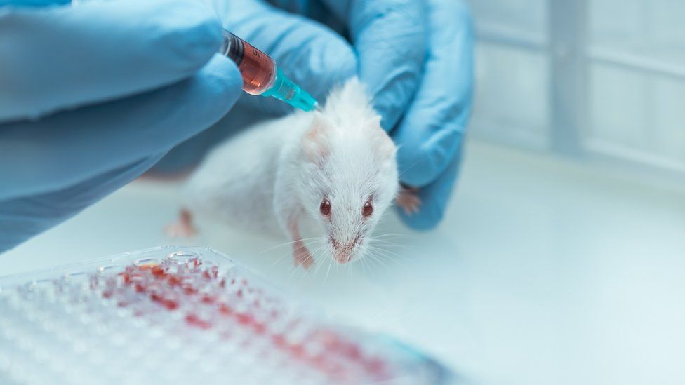 Rat being injected with a light red liquid in a lab