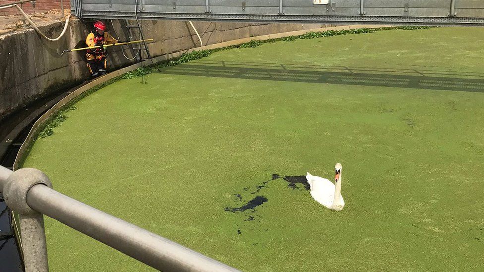 Swan in sewage