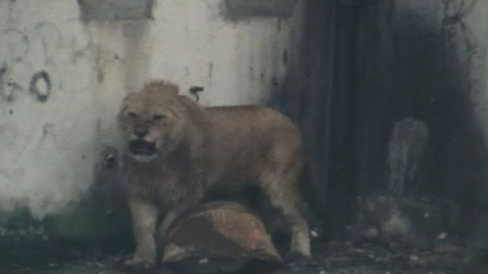 Monarch the lion escaped in Belfast in 1977