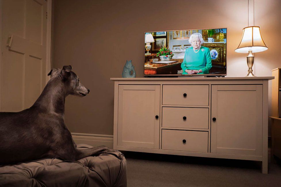 The photographer's pet whippet looks towards the television as Queen Elizabeth II addresses the nation