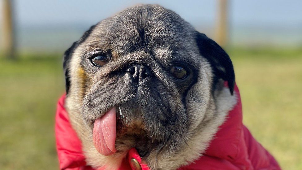 The price of pug sales dog