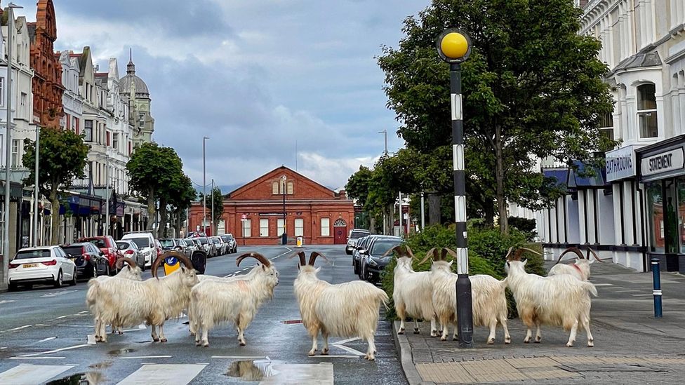 Goats in Llandudno