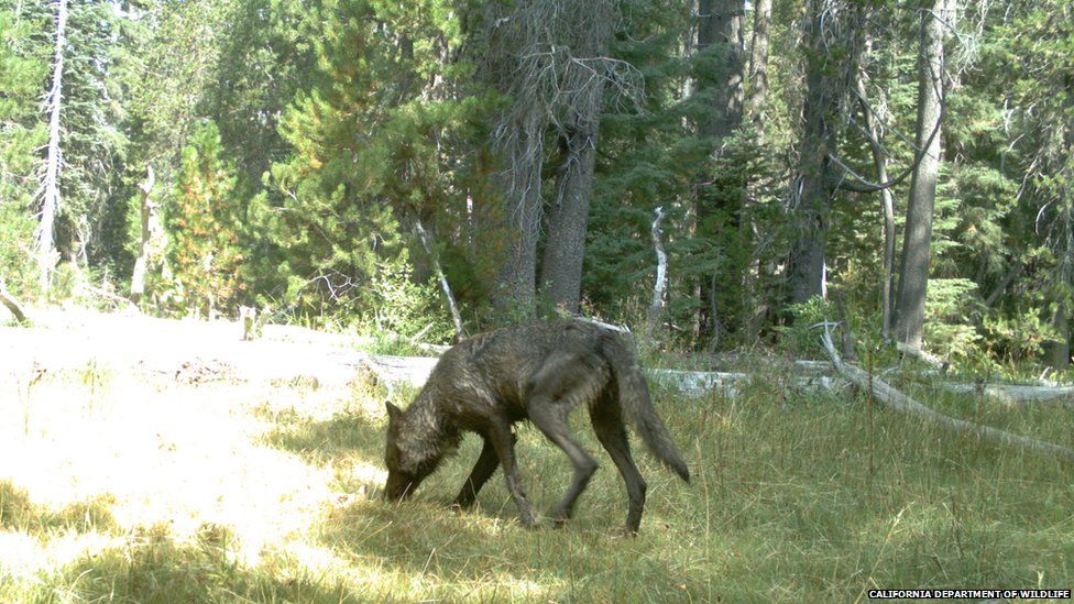 One wolf in California