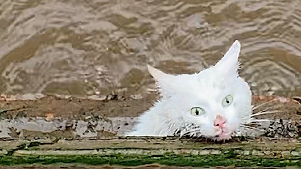 White cat rescued by RNLI from River Bure