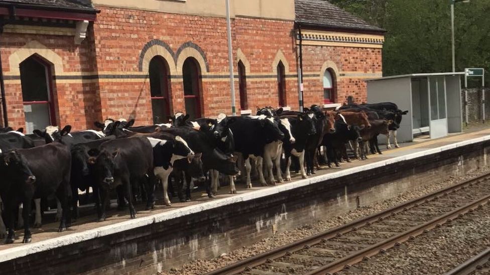 Cows on the platform at Hever station