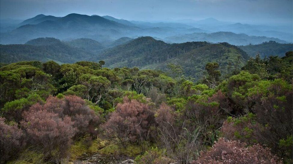 World's wilderness reduced by a tenth since 1990s - BBC News