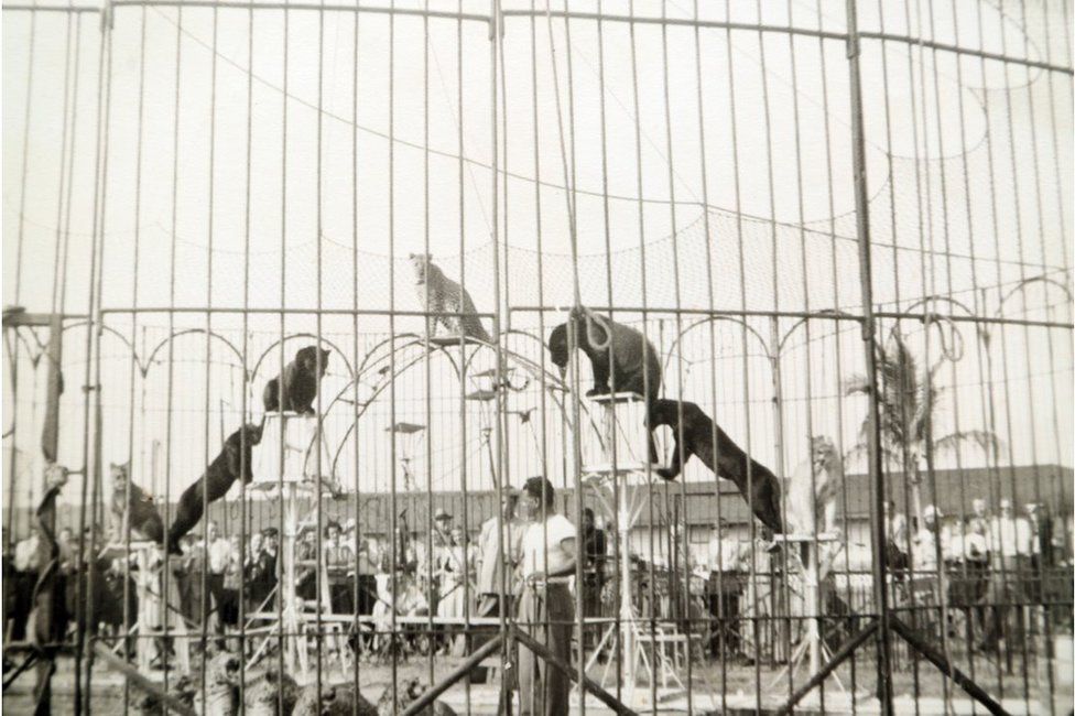 Damoo Dhotre inside a cage with several wild animals