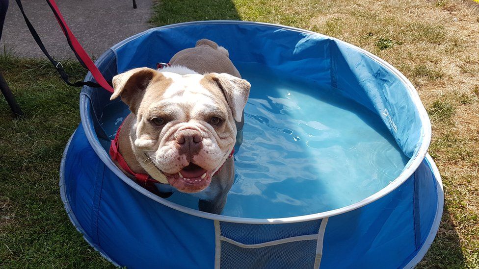 A bulldog cooling off in a pool of water