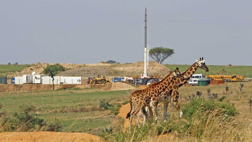 Giraffes and oil rigs in Uganda