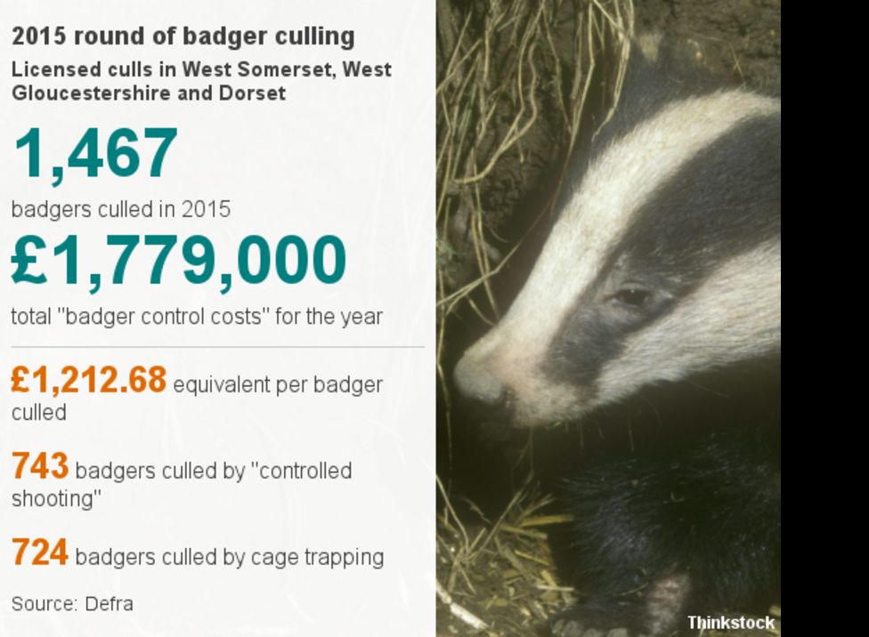 The People Risking Arrest To Stop The Badger Cull - BBC News