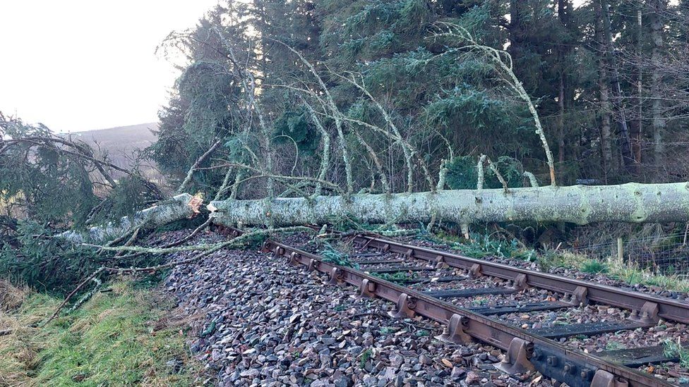 Tree over railway track