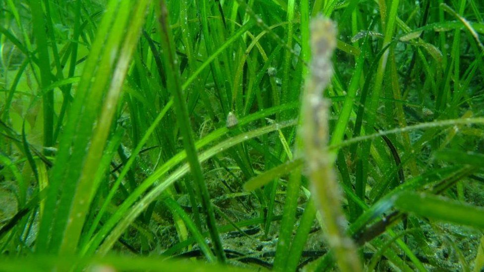 Sea Snail and eelgrass